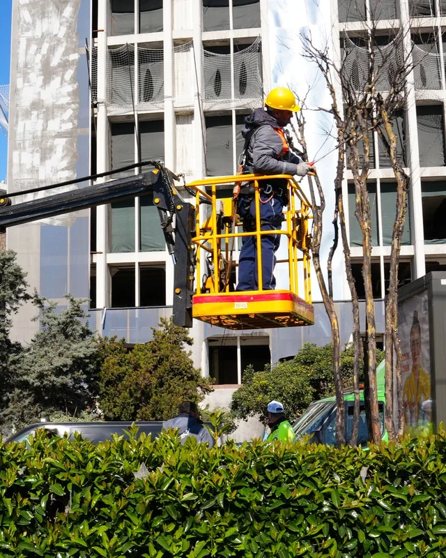Operario podando un árbol desde la cesta de una plataforma articulada